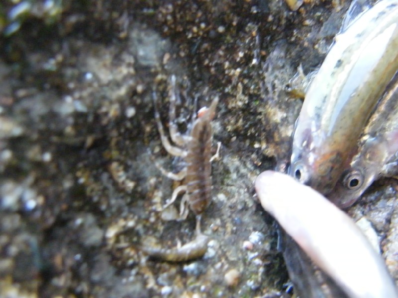 larve di insetti acquatici e crostacei